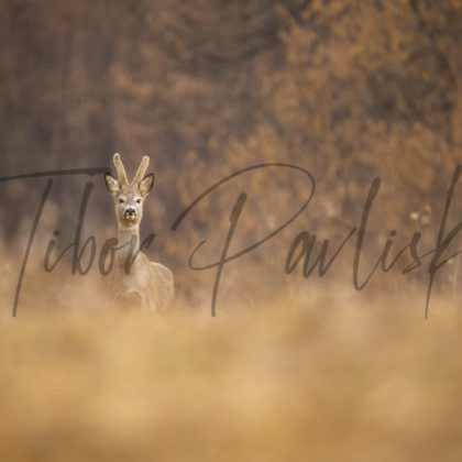 Fotoobraz z Polonín